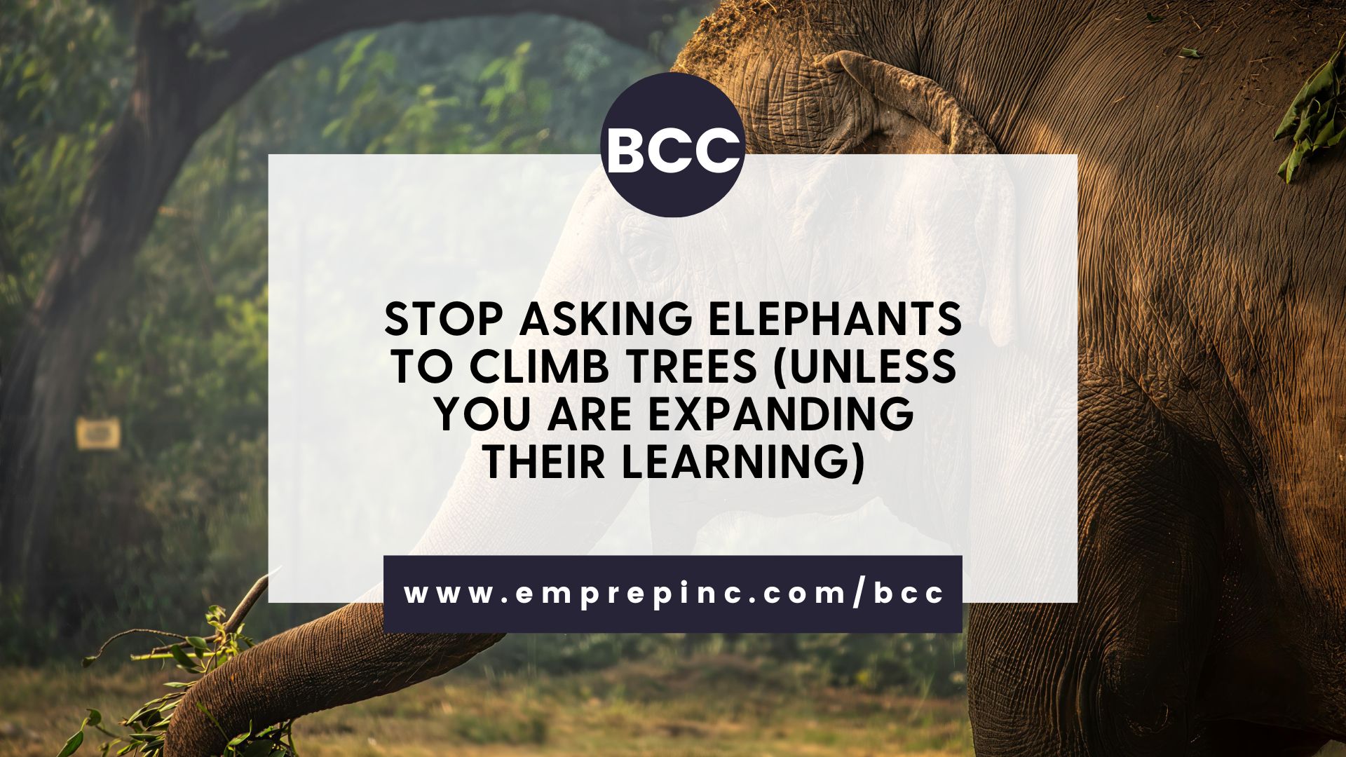 Blog Post Title Cards (Stop Asking Elephants to Climb Trees (Unless You Are Expanding Their Learning))
